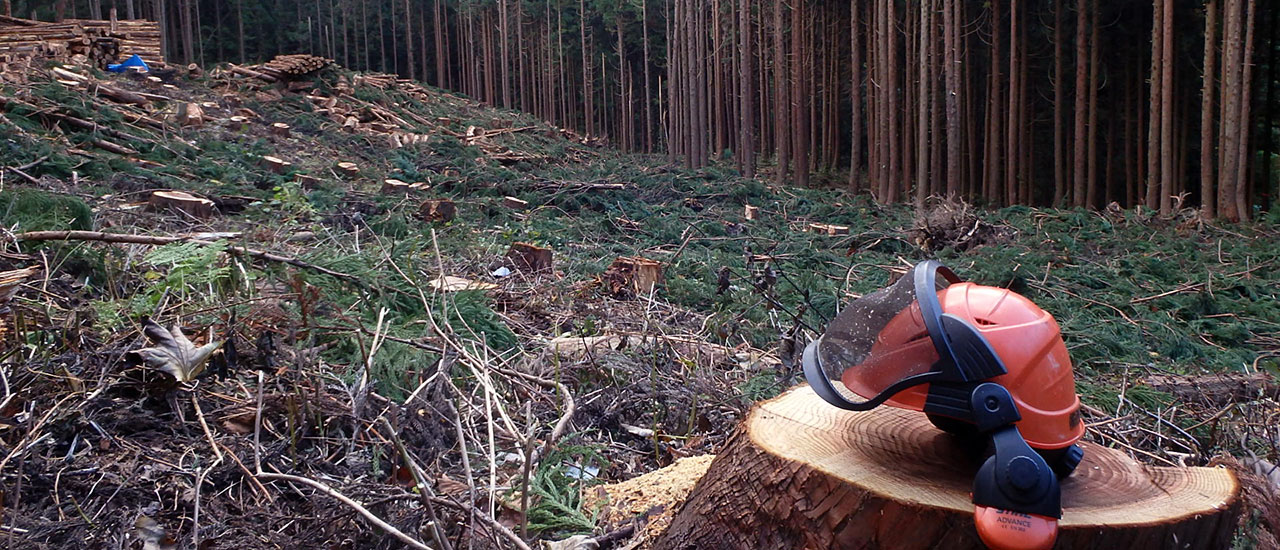 秋田での山林管理